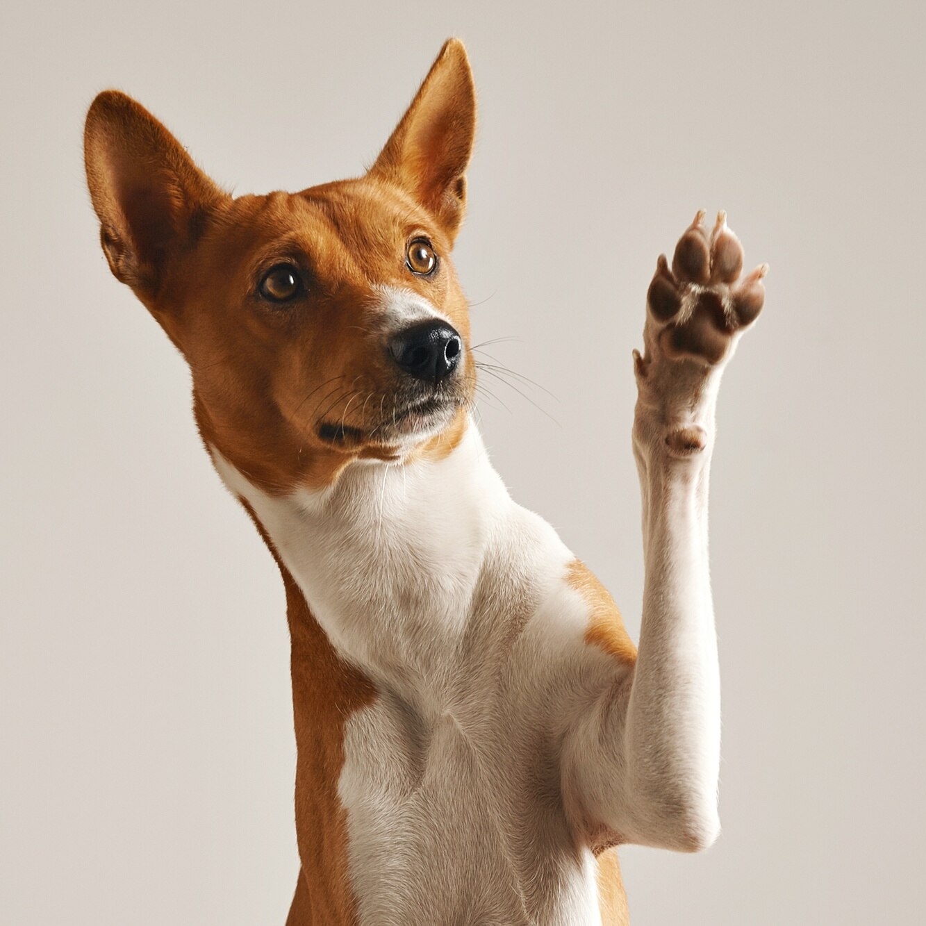 Adestrador de cães BH - Adestrador de cachorros Belo Horizonte