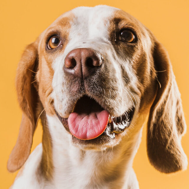Adestrador de cães BH - Adestrador de cachorros Belo Horizonte