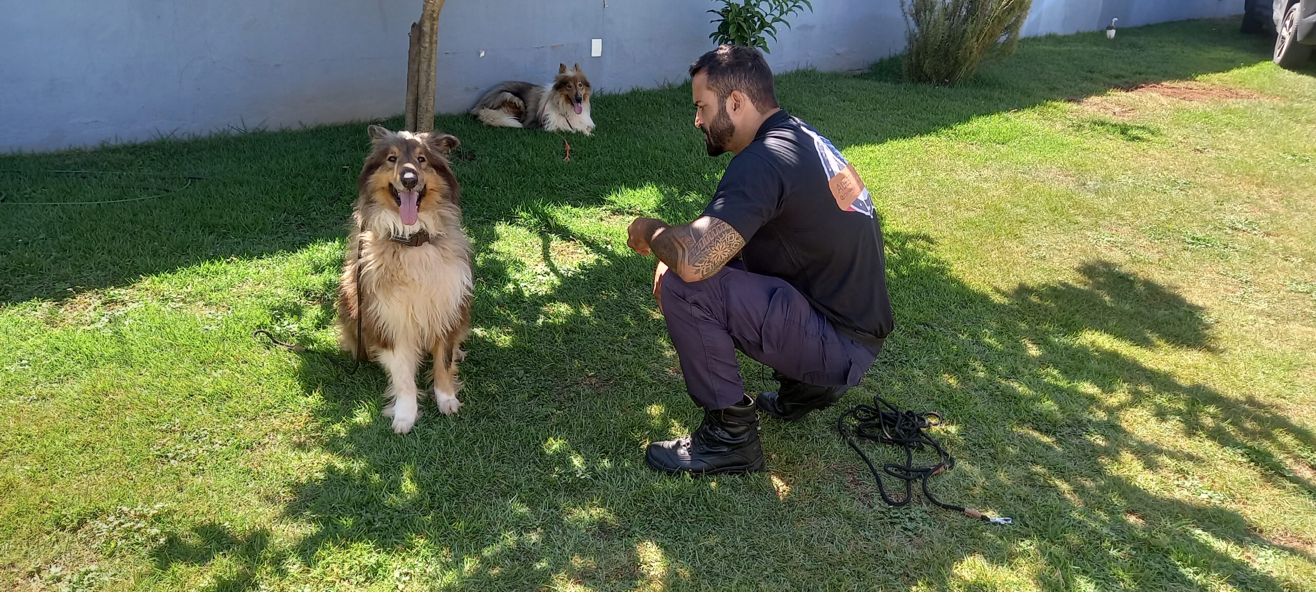 Adestrador de cães em Betim