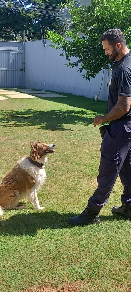 Viva feliz com seu pet! Dê um treinamento de qualidade para ele!