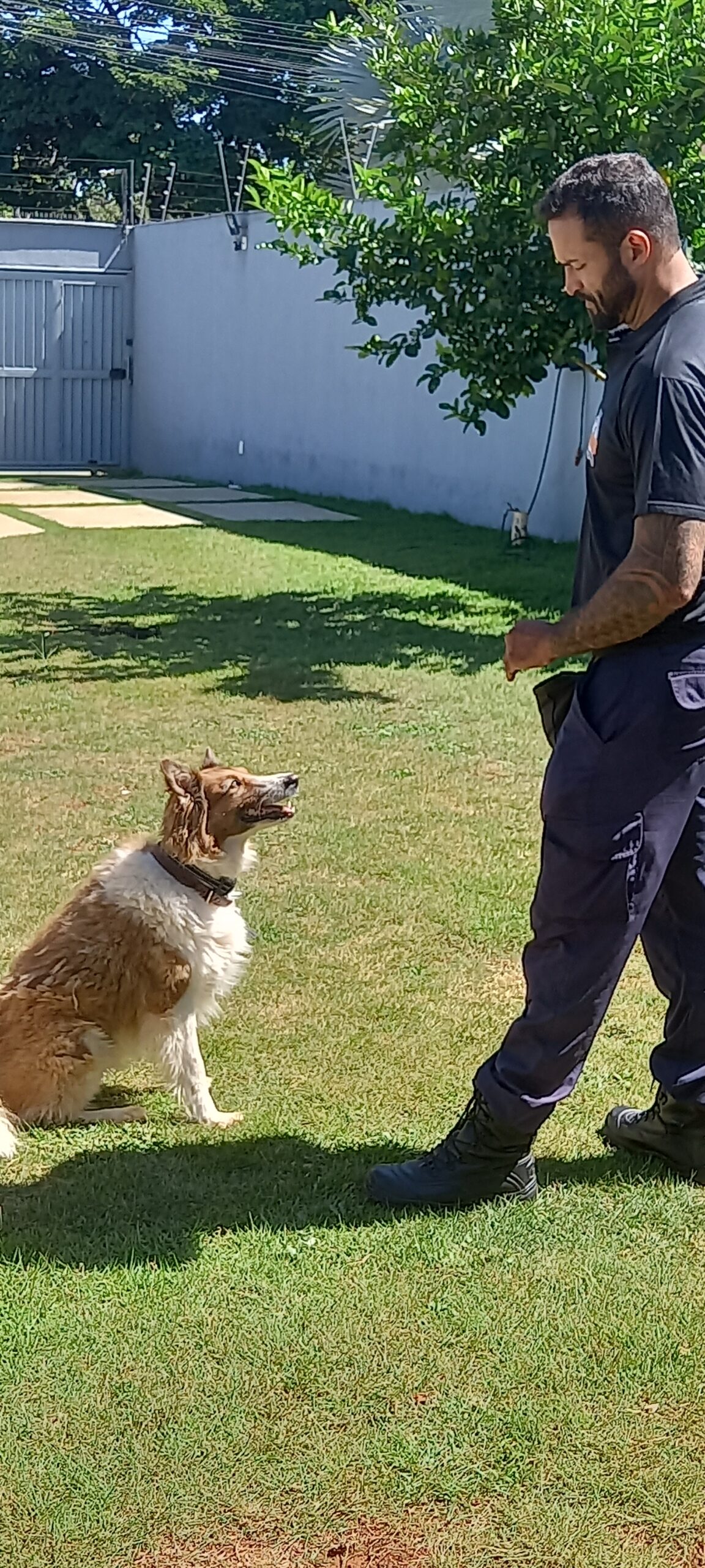 Viva feliz com seu pet! Dê um treinamento de qualidade para ele!
