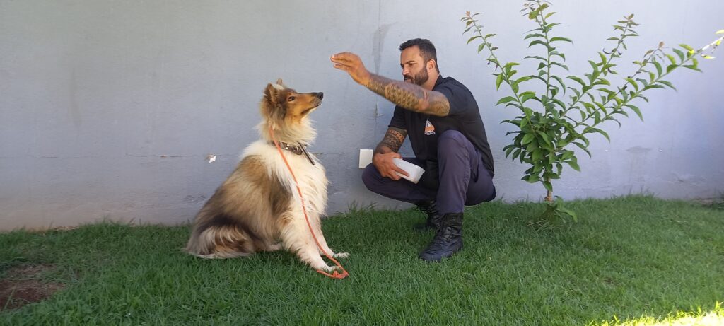 Adestrador de cachorros em BH - Adestrador de cães BH - Adestrador em Belo Horizonte