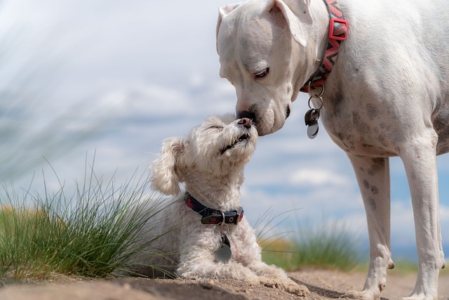 Como ensinar o cachorro a fazer xixi no lugar certo?