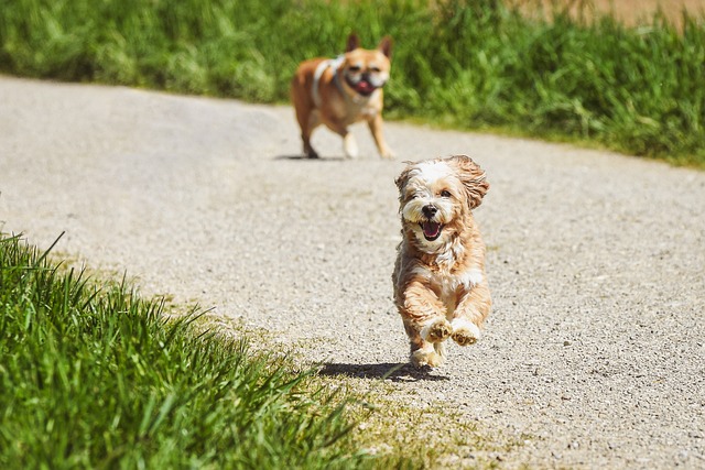 Qual a melhor idade para adestrar um cão?