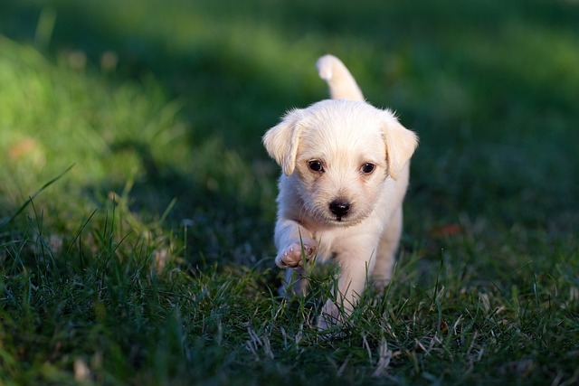 Para quais cães é indicado adestramento?