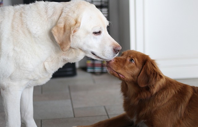 Quanto um adestrador de cachorros cobra?