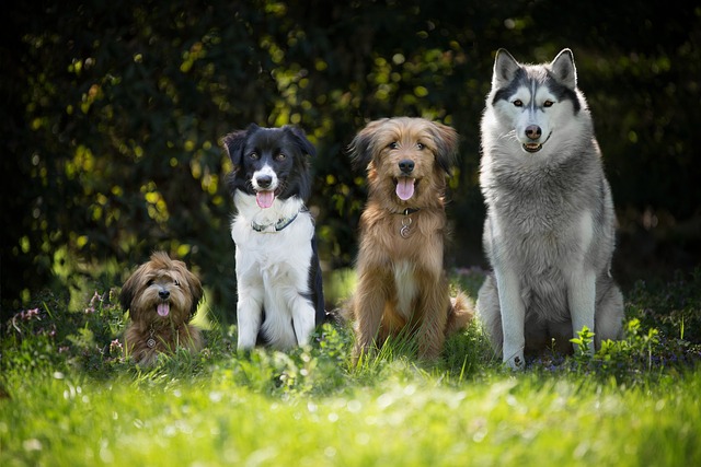 Quanto custa adestrar um cachorro em BH?