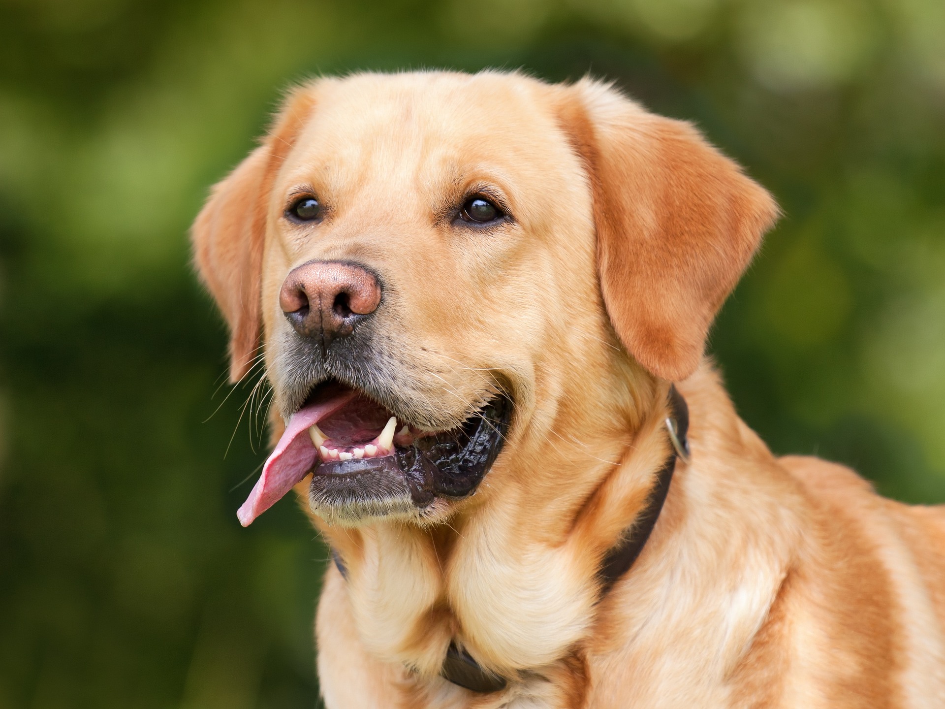 Adestramento de cães: liberdade para seu Labrador